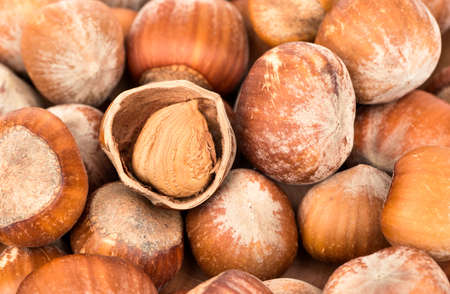 Heap of hazelnuts with one open closeup