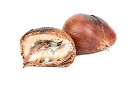 Half of spoiled edible chestnut on a white background