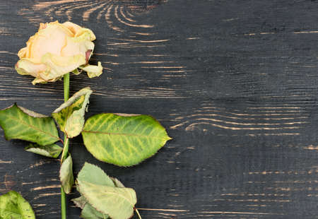Sluggish yellow rose on wooden background, top viewの写真素材