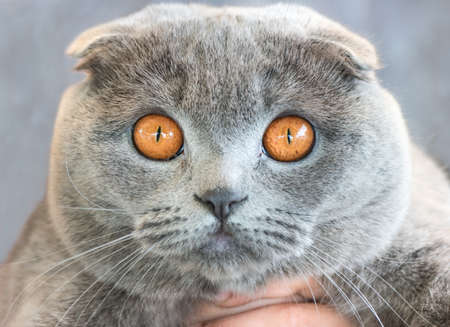 Portrait of the British cat breed with beautiful eyes closeupの写真素材