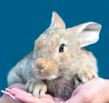 Beautiful rabbit in the hands of a woman on a blue background