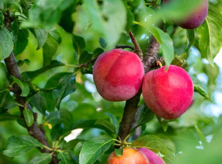 Red plums grow on a tree in the garden in the summerの写真素材