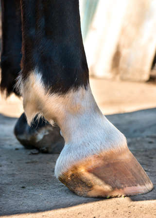 Horse's hoof on the ground in summer closeupの写真素材