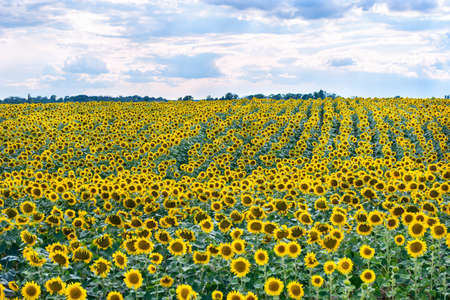 Beautiful field of young sunflowers in cloudy weatherの写真素材