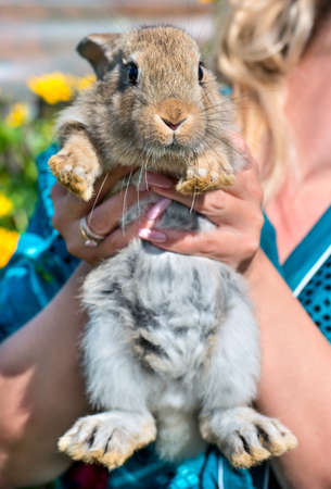 Girl holds in the hands of a beautiful young rabbit
