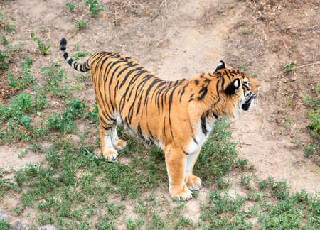 Beautiful Bengal tiger walking along the road at the zooの写真素材