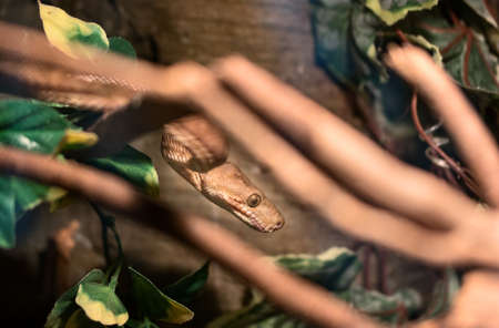 Brown snake boiga hunt among the trees at the zoo
