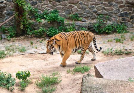 Beautiful Bengal tiger walking along the road at the zooの写真素材