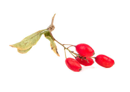 Small branch of dry barberry on white backgroundの写真素材