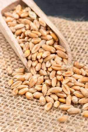 Scattered wheat grains from a scoop close-up on burlap