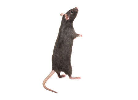 Gray rat standing on hind legs on white backgroundの写真素材