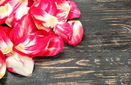 Scattered tulip petals closeup on wooden backgroundの写真素材
