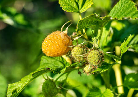 Yellow raspberry branch on a bush in the gardenの写真素材