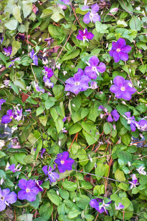 Beautiful bush with blue flowers of clematis in the streetの写真素材