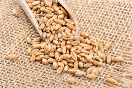 Scattered wheat grains from a scoop close-up on burlapの写真素材