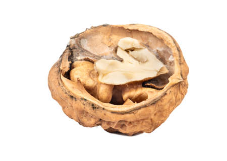 Half dry walnut isolated on white background