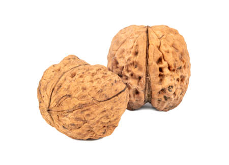 Two dry large walnuts on white backgroundの写真素材