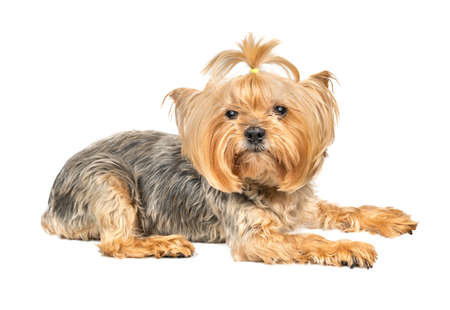 Dog mini Yorkshire Terrier lies on a white backgroundの写真素材