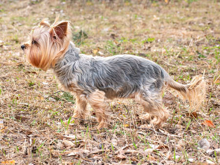 Dog mini Yorkshire Terrier stands in the park on the grassの写真素材