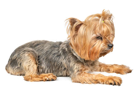 Dog mini Yorkshire Terrier lies on a white backgroundの写真素材