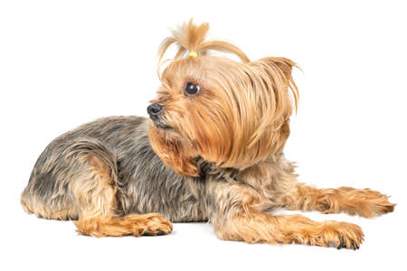 Dog mini Yorkshire Terrier lies on a white backgroundの写真素材