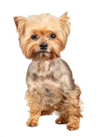 Dog mini Yorkshire Terrier isolated on white backgroundの写真素材