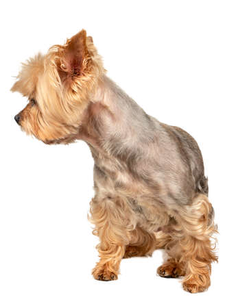 Dog mini Yorkshire Terrier isolated on white backgroundの写真素材