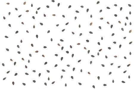 Background scattered black sesame seeds on white backgroundの写真素材
