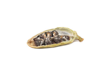 Half dry cardamom isolated on white background