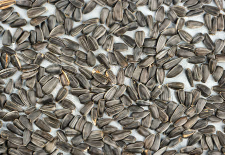 Background of scattered sunflower seeds in shell close-up, top viewの写真素材