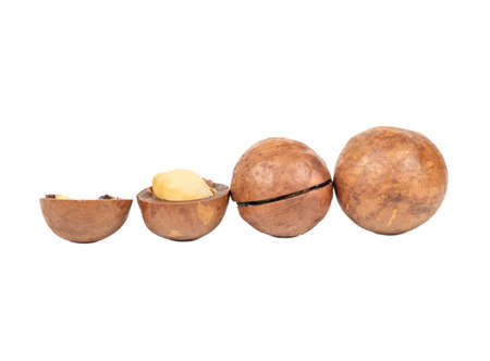 Macadamia nut from whole to half on a white backgroundの写真素材