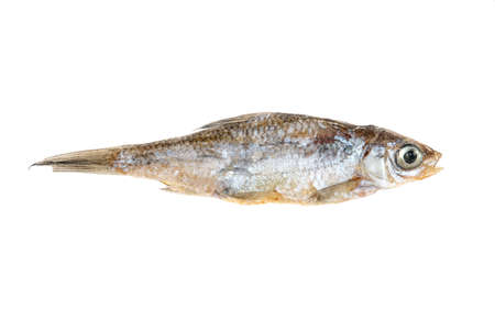 Dry small fish isolated on a white background, top viewの写真素材
