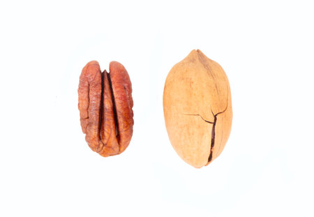 Half pecan and nut in shell isolated on white background. top viewの写真素材