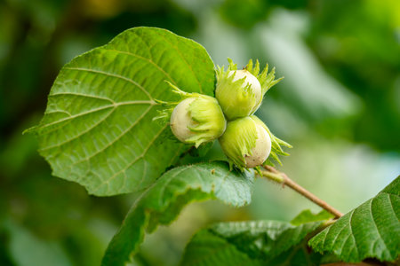 Three young hazelnuts with leaves on a tree in a summer garden.の写真素材
