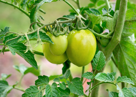 Branch with green organic tomatoes close-up on a plantation.の写真素材