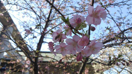 Early cherry blossom tree in Ueno Parkの写真素材