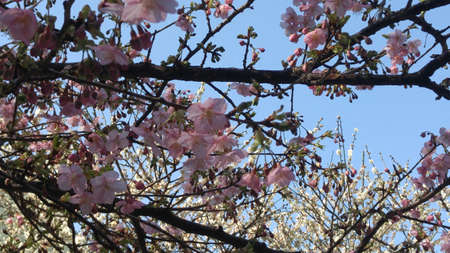 Early cherry blossom tree in Ueno Parkの写真素材