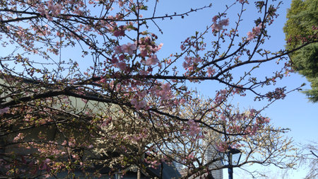 Early cherry blossom tree in Ueno Parkの写真素材