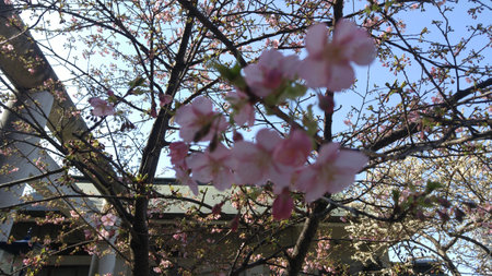 Early cherry blossom tree in Ueno Parkの写真素材