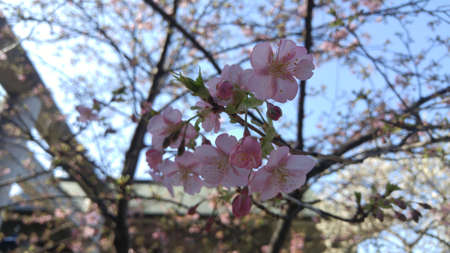 Early cherry blossom tree in Ueno Parkの写真素材