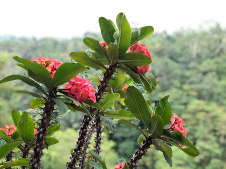 Red flower with thornの写真素材