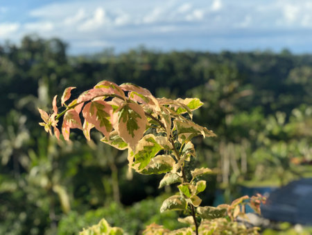 Coffee tree with green leaves on the plantation in Bali, Indonesiaの写真素材