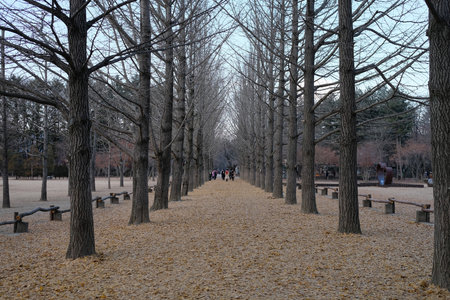 Autumn in Nami Island, South Koreaの写真素材