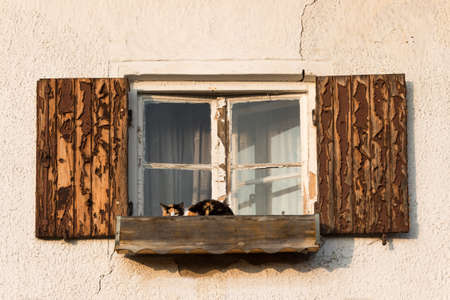 Cat sitting in front of the window