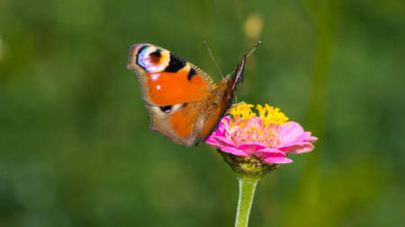 Butterfly on flowerの写真素材