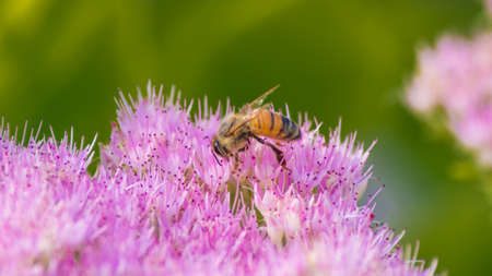 Bee on flowerの写真素材