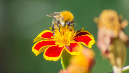 Bee on flowerの写真素材