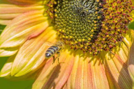 Bee on flower