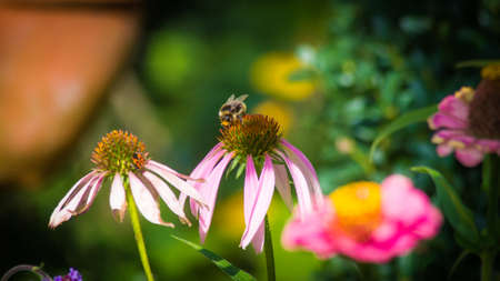 Bee on flowerの写真素材