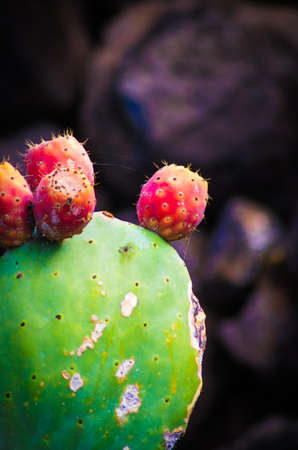 Cactusの写真素材